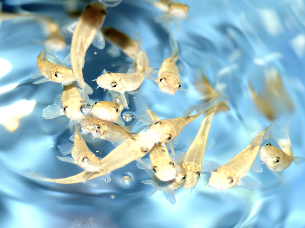 Fish Spa
